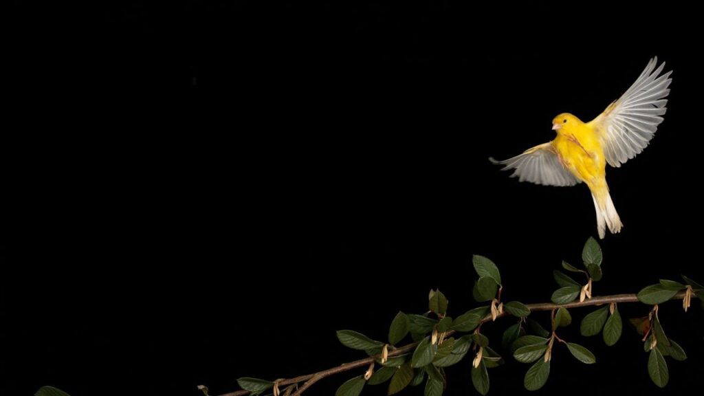 The Canary Capital McClurg sees Bitcoin rising to $ 150,000 before an inevitable slowdown Canary soaring.jpg