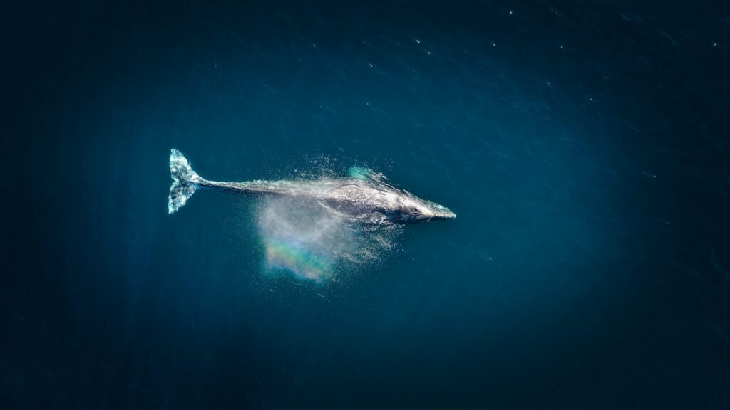 The whales pick up $ 1.73 billion eTh, the exchange sales, have reached a nine -year hollow A d61dac.jpg